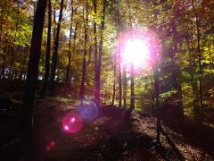 Otožno jesensko branje