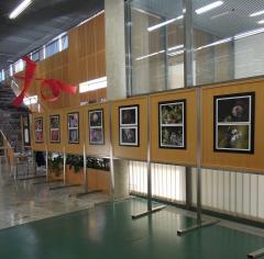 Fotografska razstava Cvet, čebele, življenje …